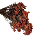 Floare de orez piersica (Buchet Criogenat) - DepozituldeCriogenati.ro