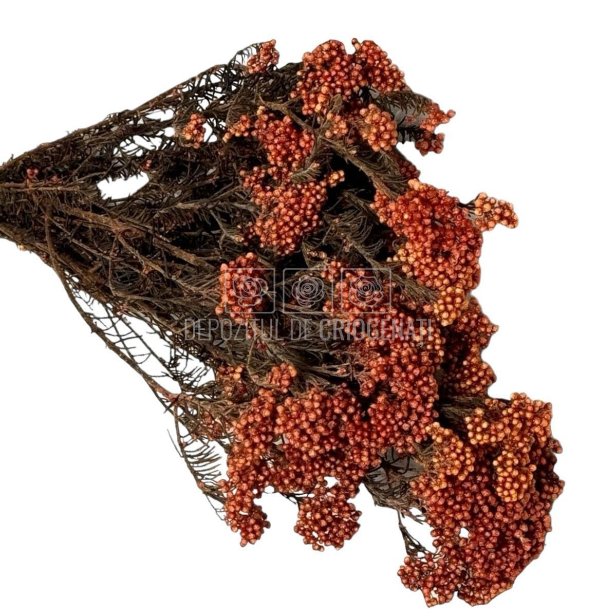 Floare de orez piersica (Buchet Criogenat) - DepozituldeCriogenati.ro