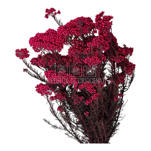 Floare de orez roz (Buchet Criogenat)-Depozitul de Criogenati