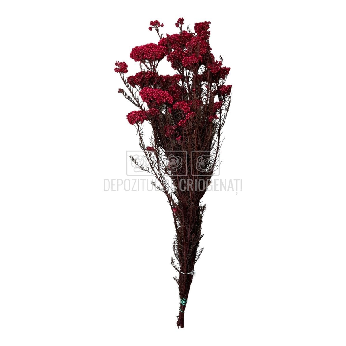 Floare de orez roz (Buchet Criogenat)-Depozitul de Criogenati