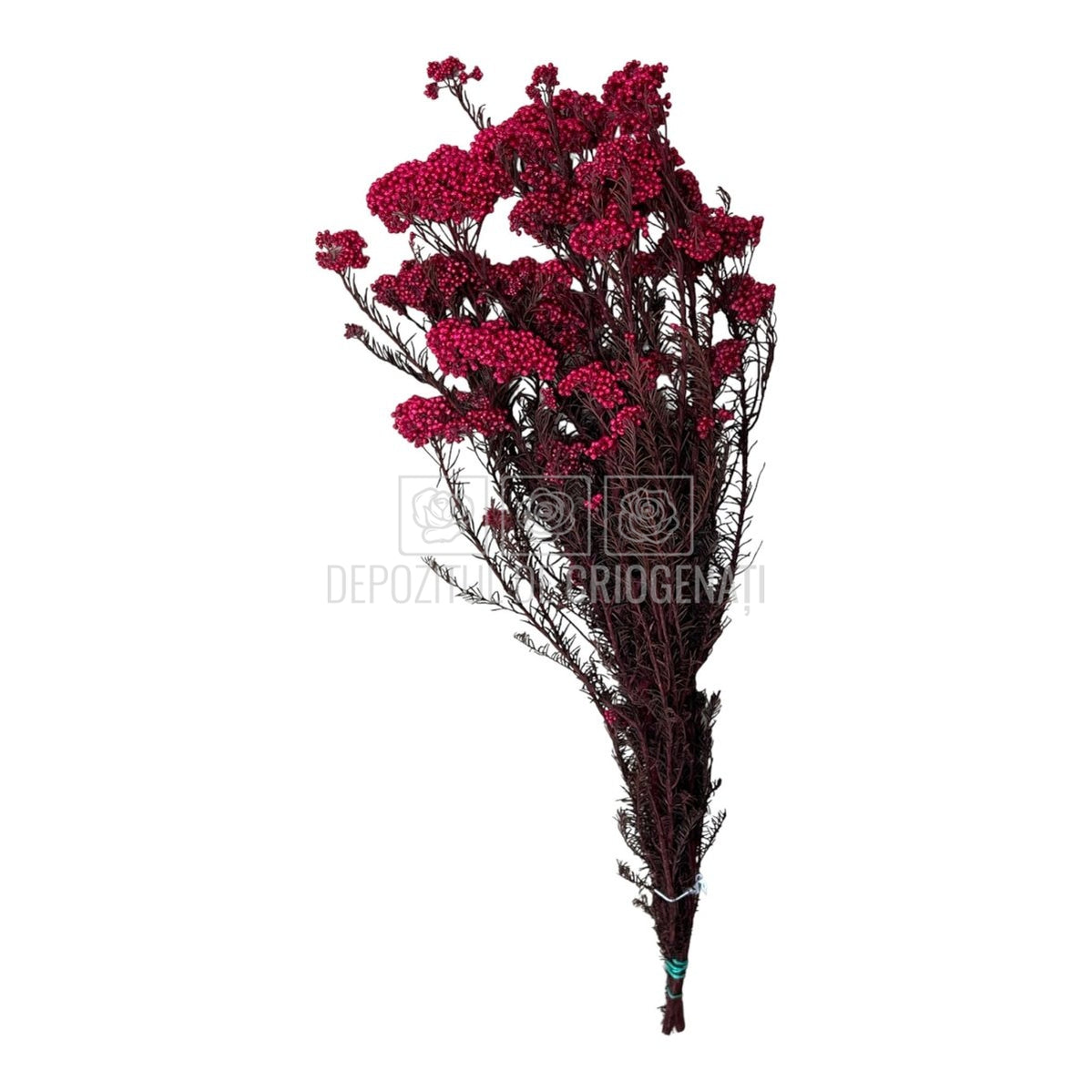 Floare de orez roz (Buchet Criogenat)-Depozitul de Criogenati