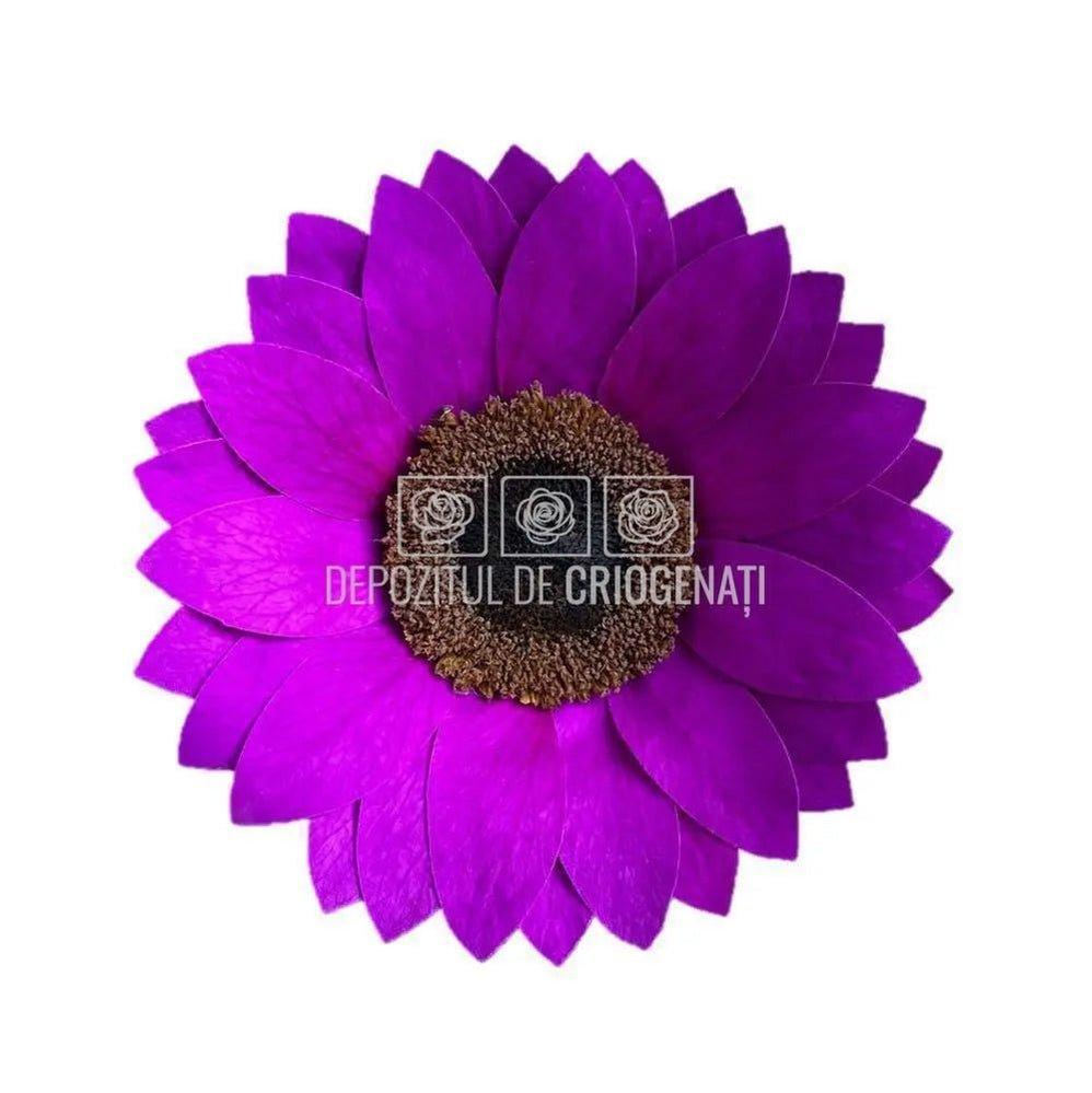 Floarea Soarelui Criogenata SUNFLOWER PUR-02 Ø10,5cm, 1 buc/cutie - DepozituldeCriogenati.ro