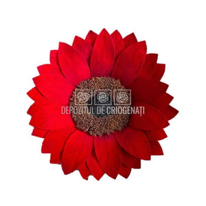Floarea Soarelui Criogenata SUNFLOWER RED-02 Ø10,5cm, 1 buc/cutie - DepozituldeCriogenati.ro