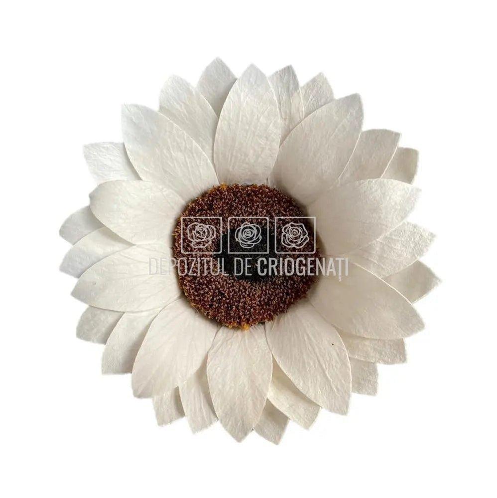Floarea Soarelui Criogenata SUNFLOWER WHI-04 (Ø10,5cm, 1 buc) - DepozituldeCriogenati.ro