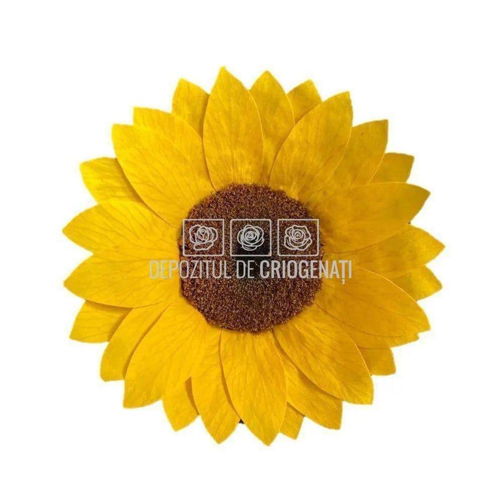 Floarea Soarelui Criogenata SUNFLOWER YEL-02 (Ø10,5cm, 1 buc) - DepozituldeCriogenati.ro