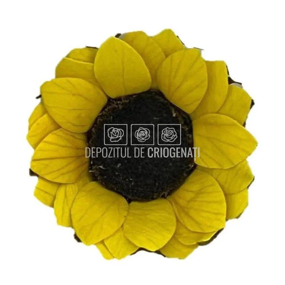 Floarea Soarelui Criogenata SUNFLOWER YEL-02 S (Ø4cm, 12 buc) - DepozituldeCriogenati.ro