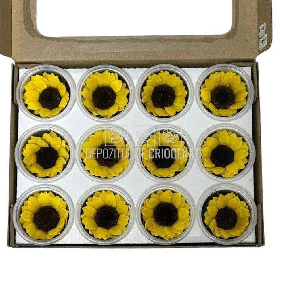 Floarea Soarelui Criogenata SUNFLOWER YEL-02 S (Ø4cm, 12 buc) - DepozituldeCriogenati.ro