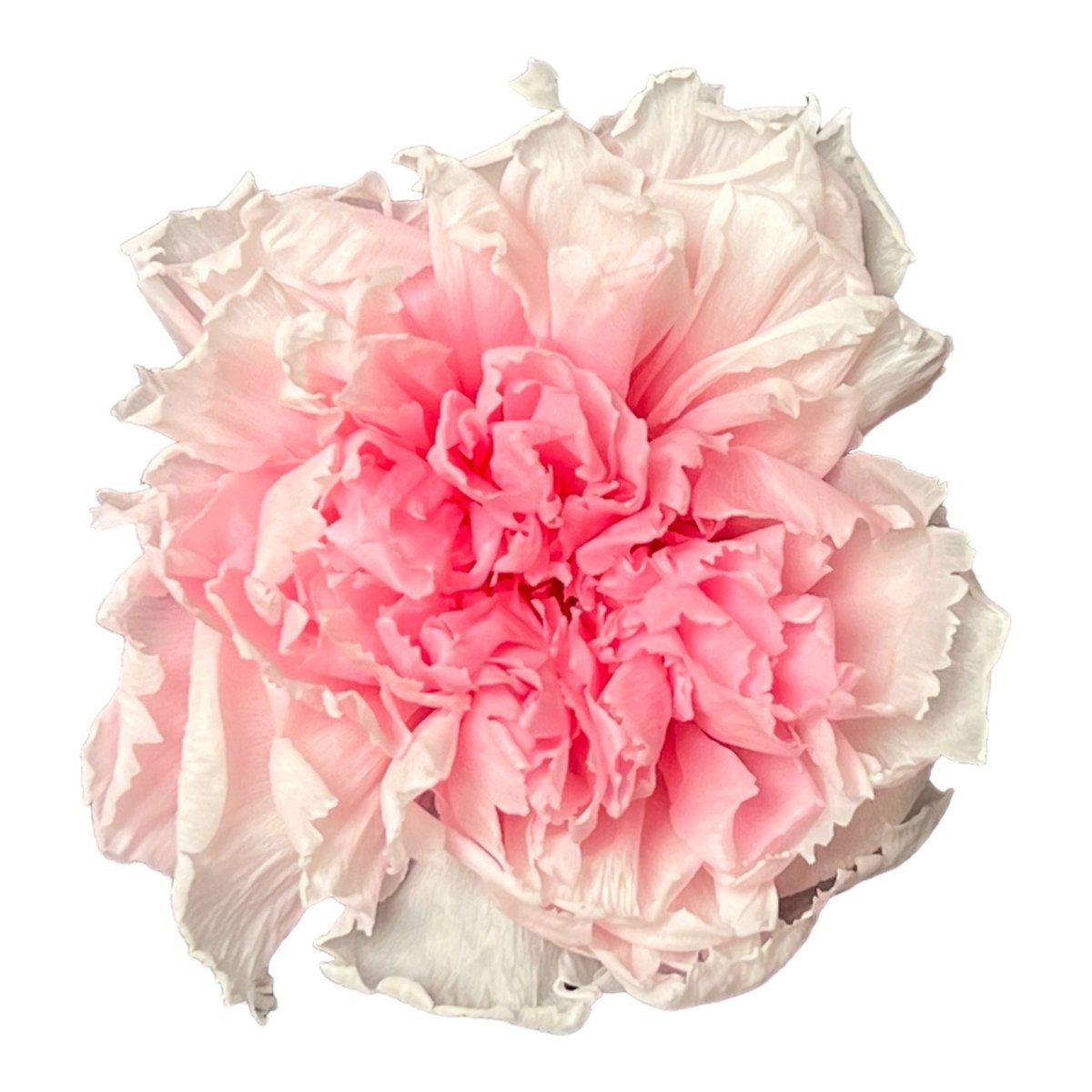 Garoafa Criogenata Bicolor Alb-Roz (Ø5,5cm, H6-7cm, 6buc)-Depozitul de Criogenati