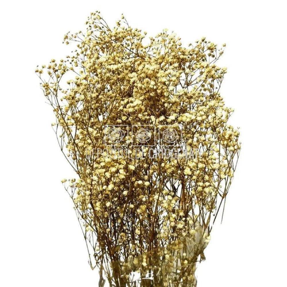 Gypsofila Crem (Buchet Criogenat) - DepozituldeCriogenati.ro