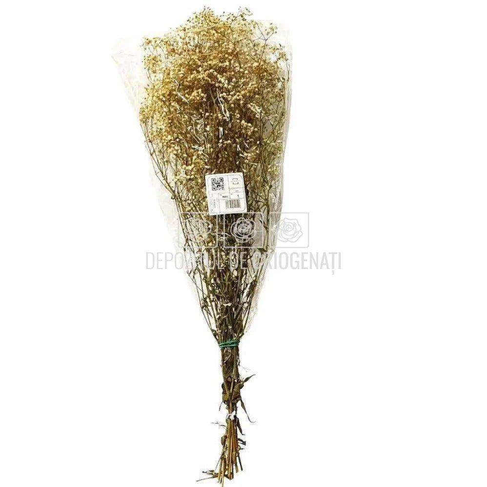 Gypsofila Crem (Buchet Criogenat) - DepozituldeCriogenati.ro