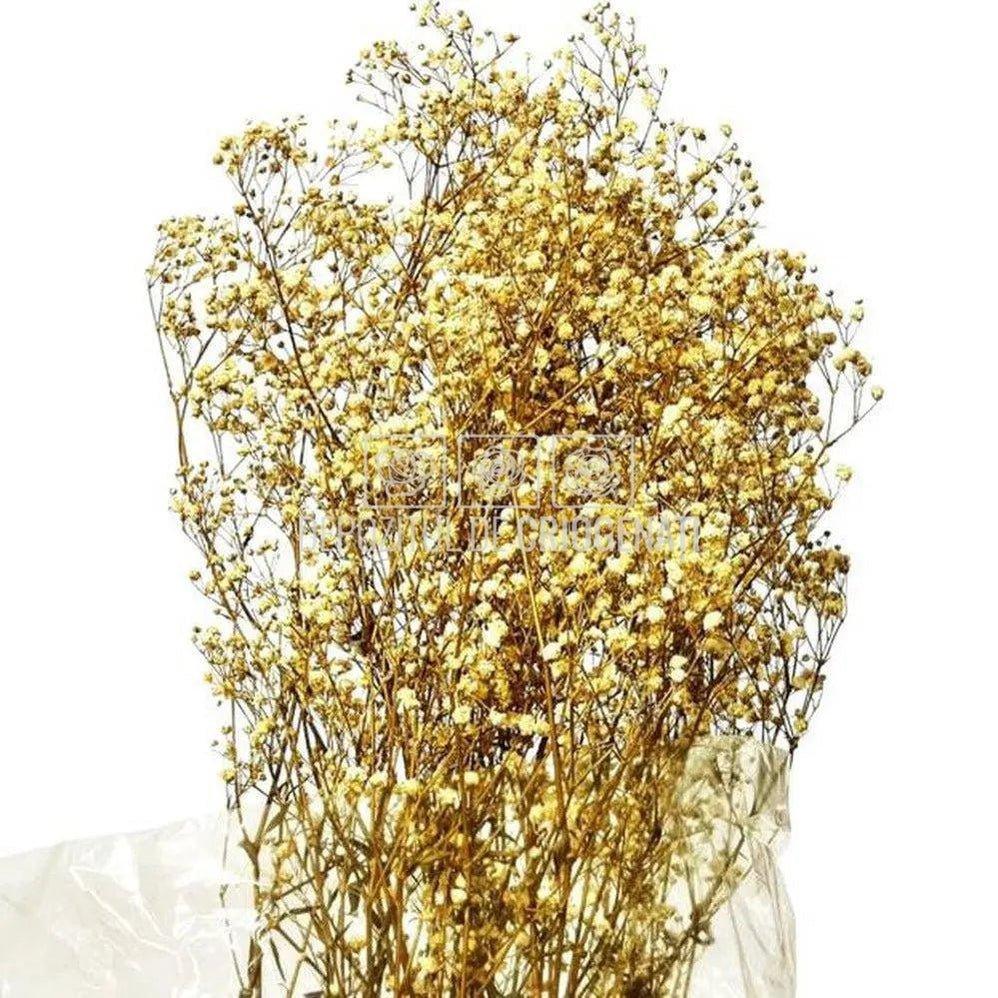 Gypsofila Crem (Buchet Criogenat) - DepozituldeCriogenati.ro