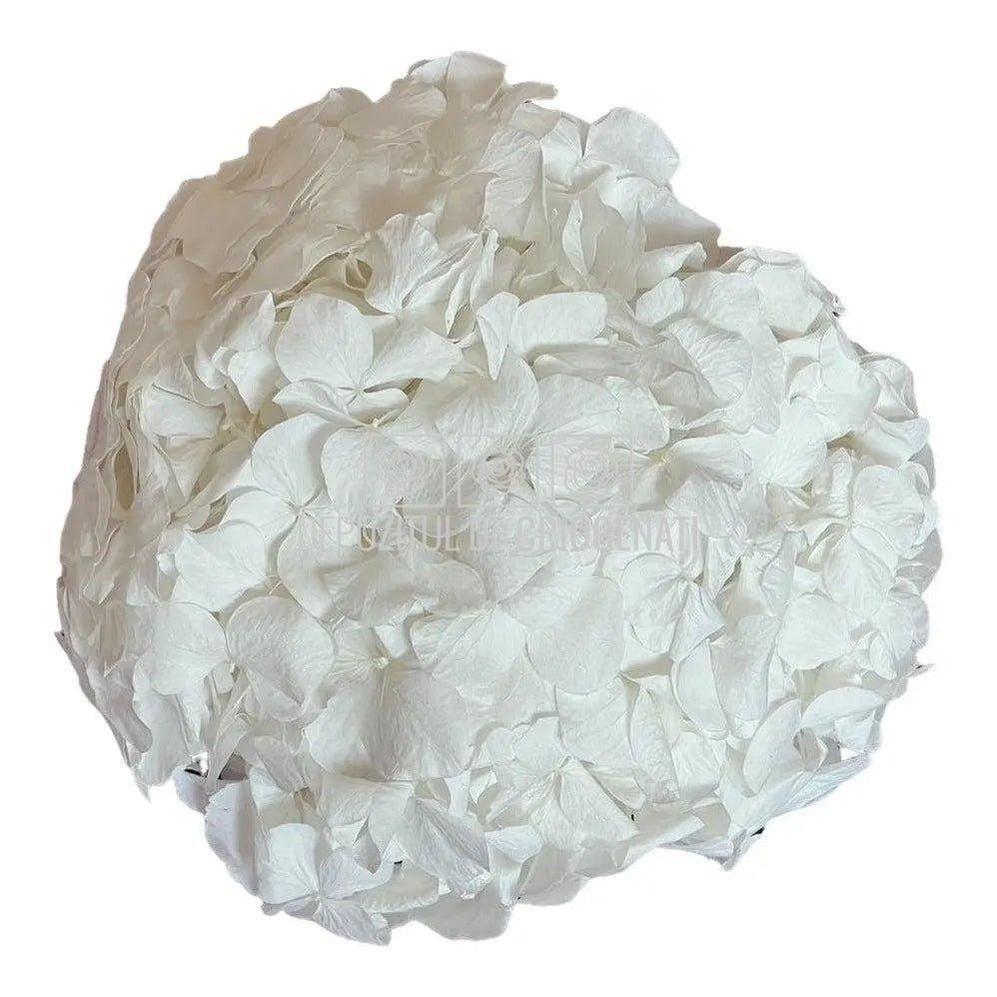 Hortensie Alba Premium Verdissimo (Buchet Criogenat) - DepozituldeCriogenati.ro