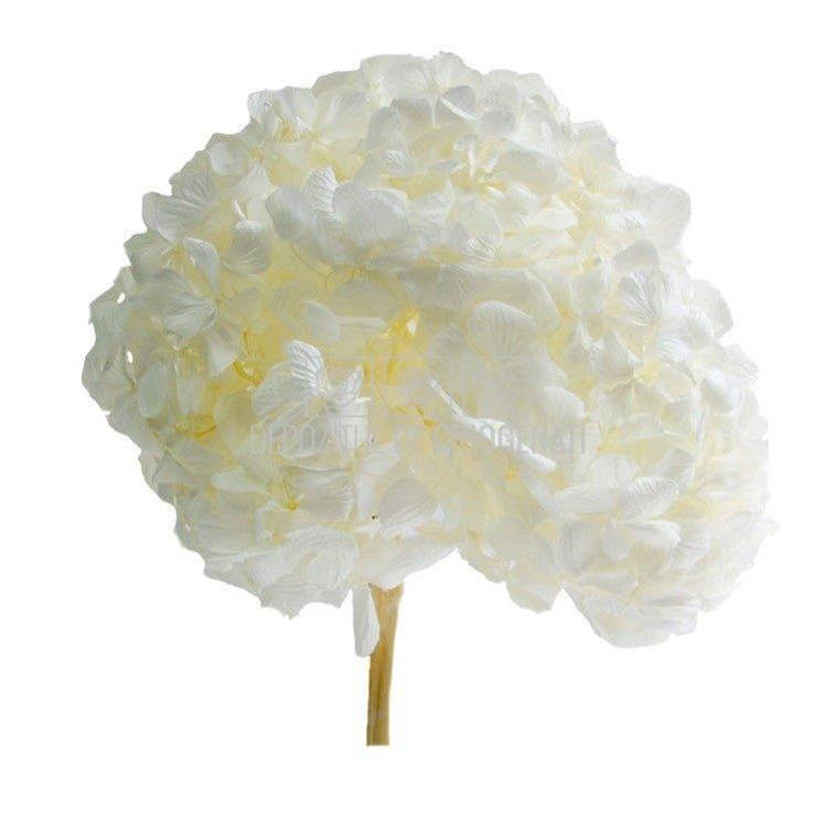 Hortensie Alba Premium Verdissimo (Buchet Criogenat) - DepozituldeCriogenati.ro