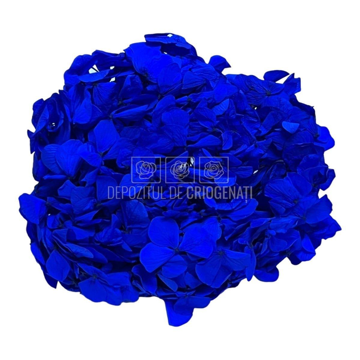 Hortensie Albastra RoseAmor (Buchet Criogenat) - DepozituldeCriogenati.ro