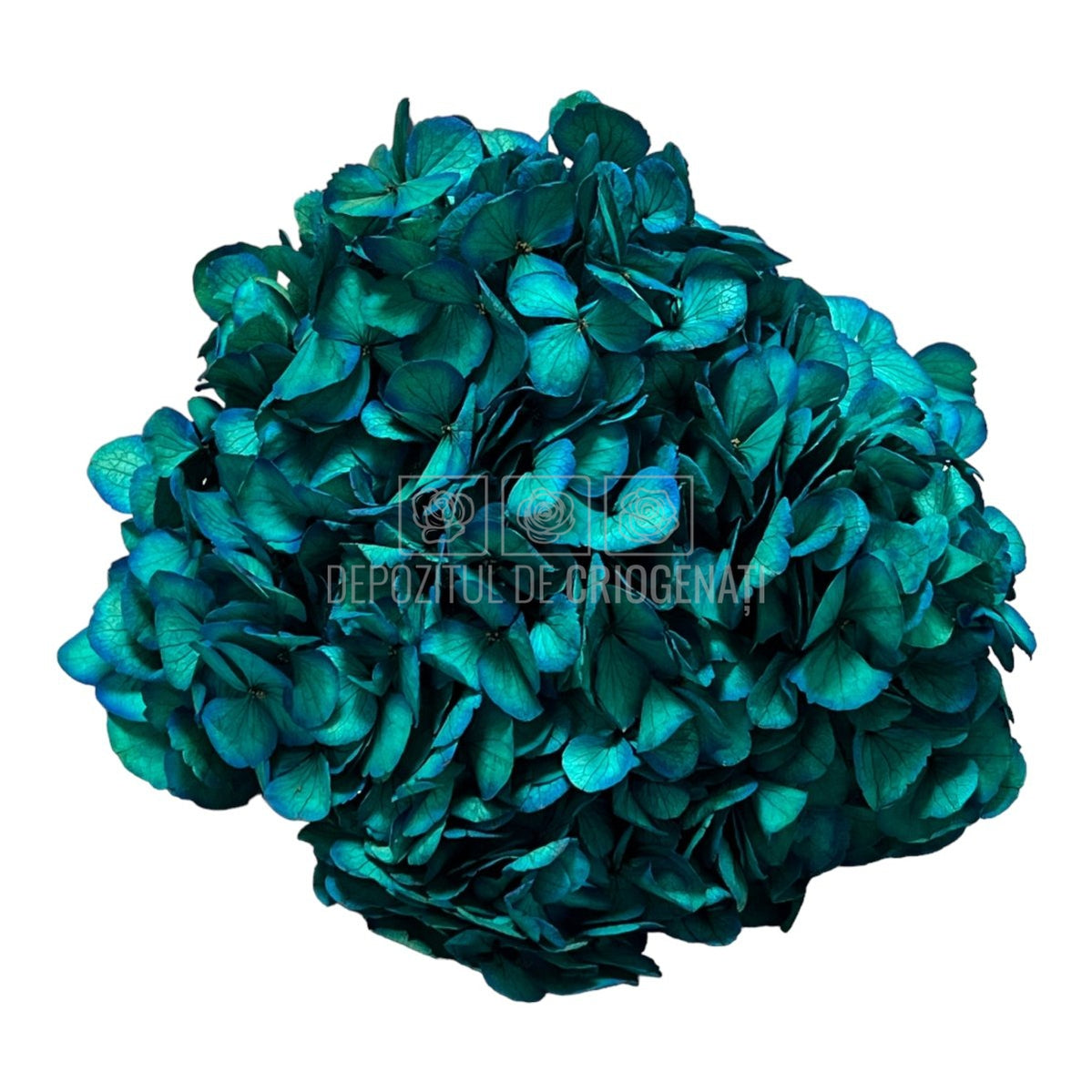 Hortensie albastru deschis L RoseAmor (Buchet Criogenat) - DepozituldeCriogenati.ro