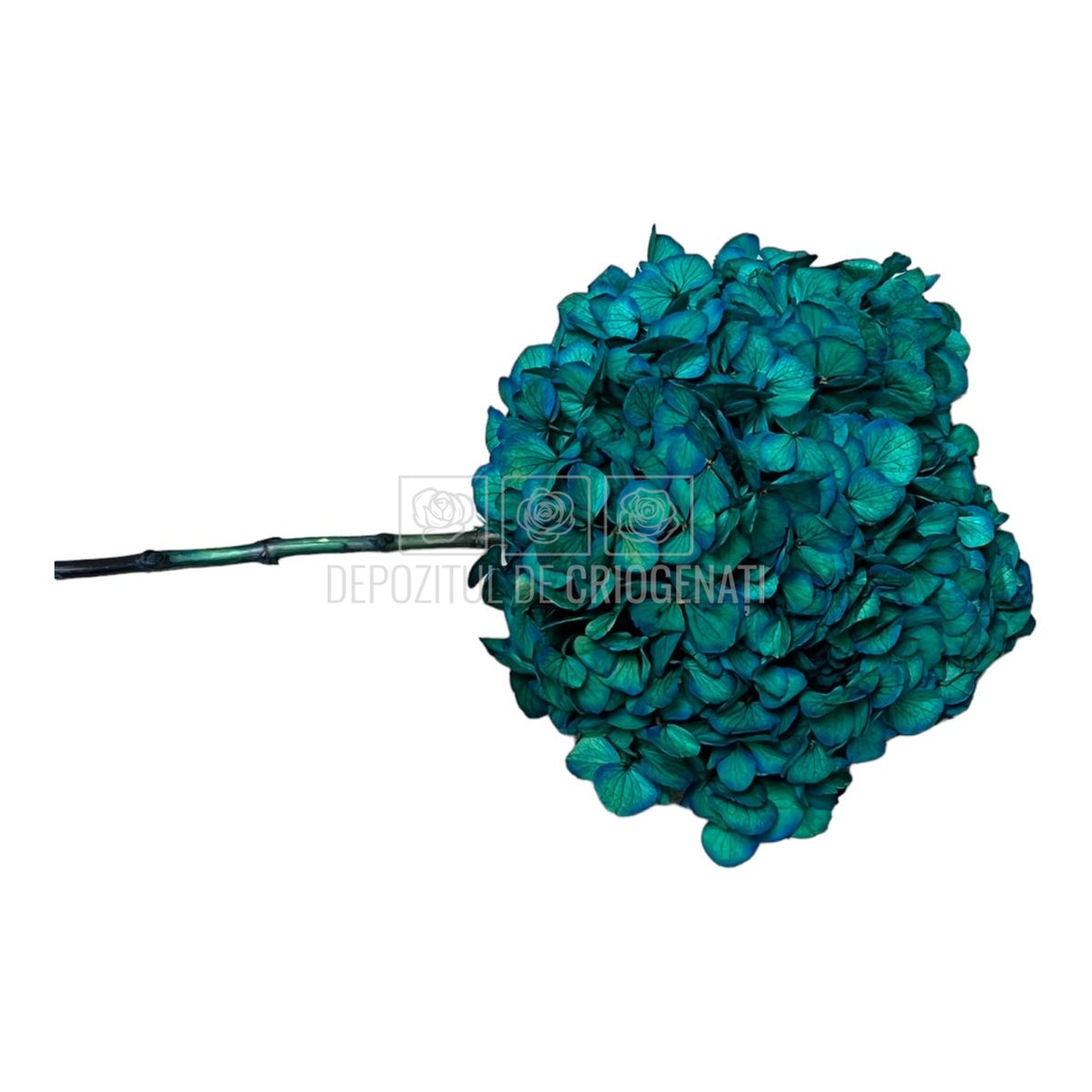 Hortensie albastru deschis L RoseAmor (Buchet Criogenat) - DepozituldeCriogenati.ro