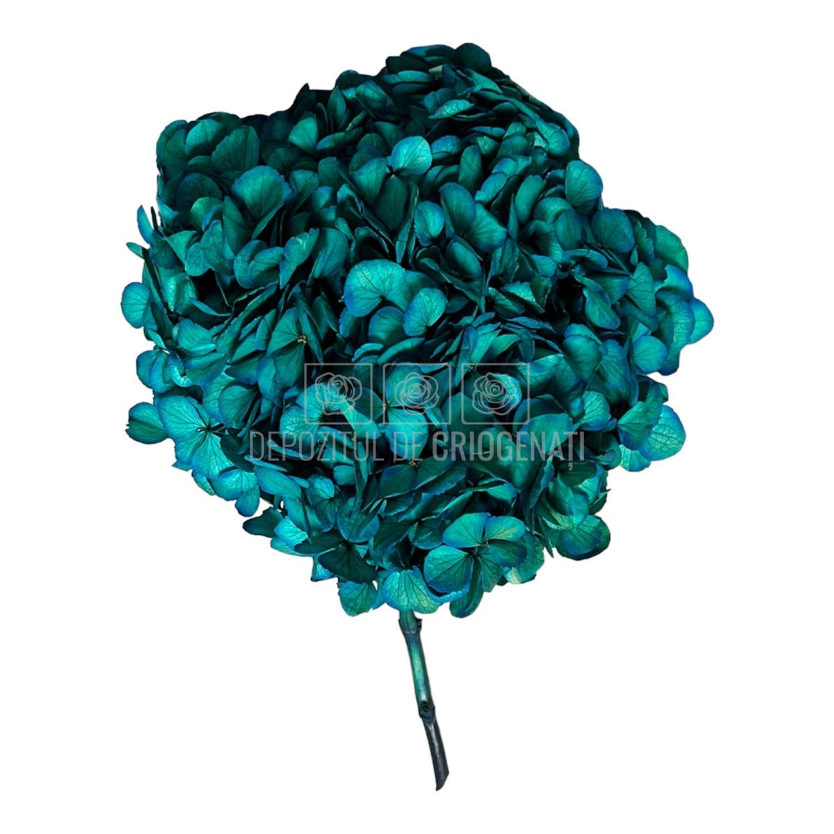 Hortensie albastru deschis L RoseAmor (Buchet Criogenat) - DepozituldeCriogenati.ro