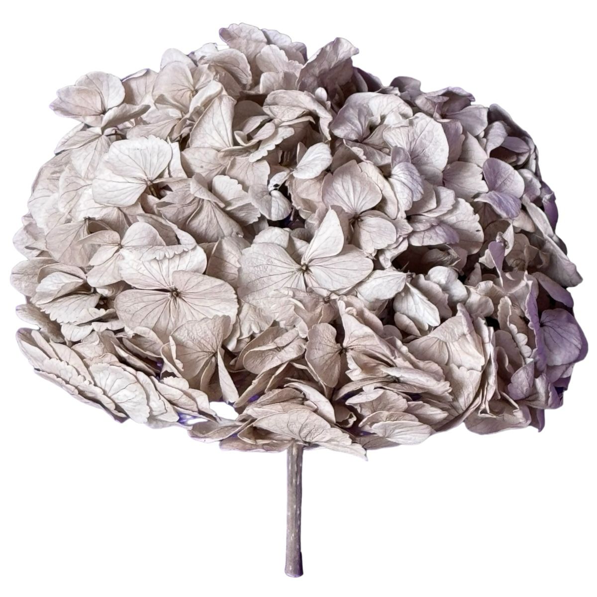 Hortensie Aluna Premium Verdissimo (Criogenata) - DepozituldeCriogenati.ro