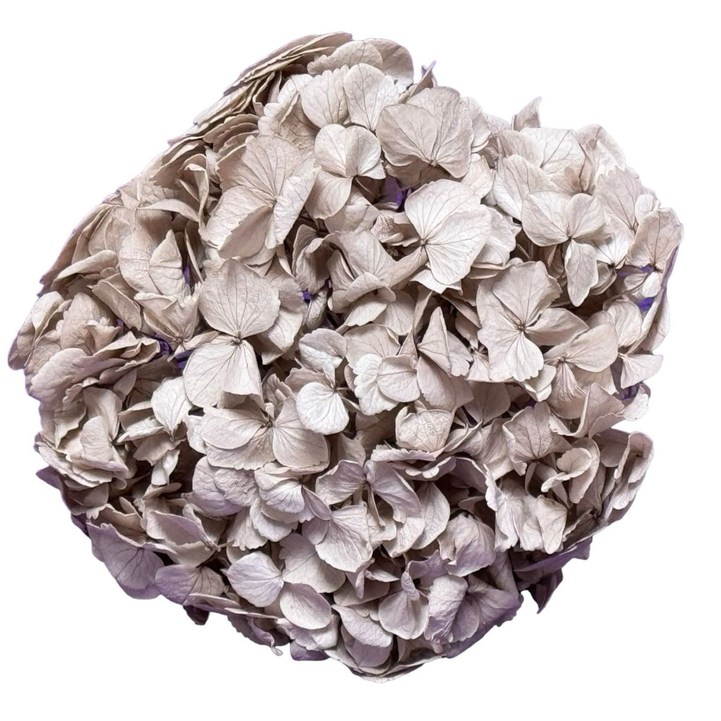 Hortensie Aluna Premium Verdissimo (Criogenata) - DepozituldeCriogenati.ro