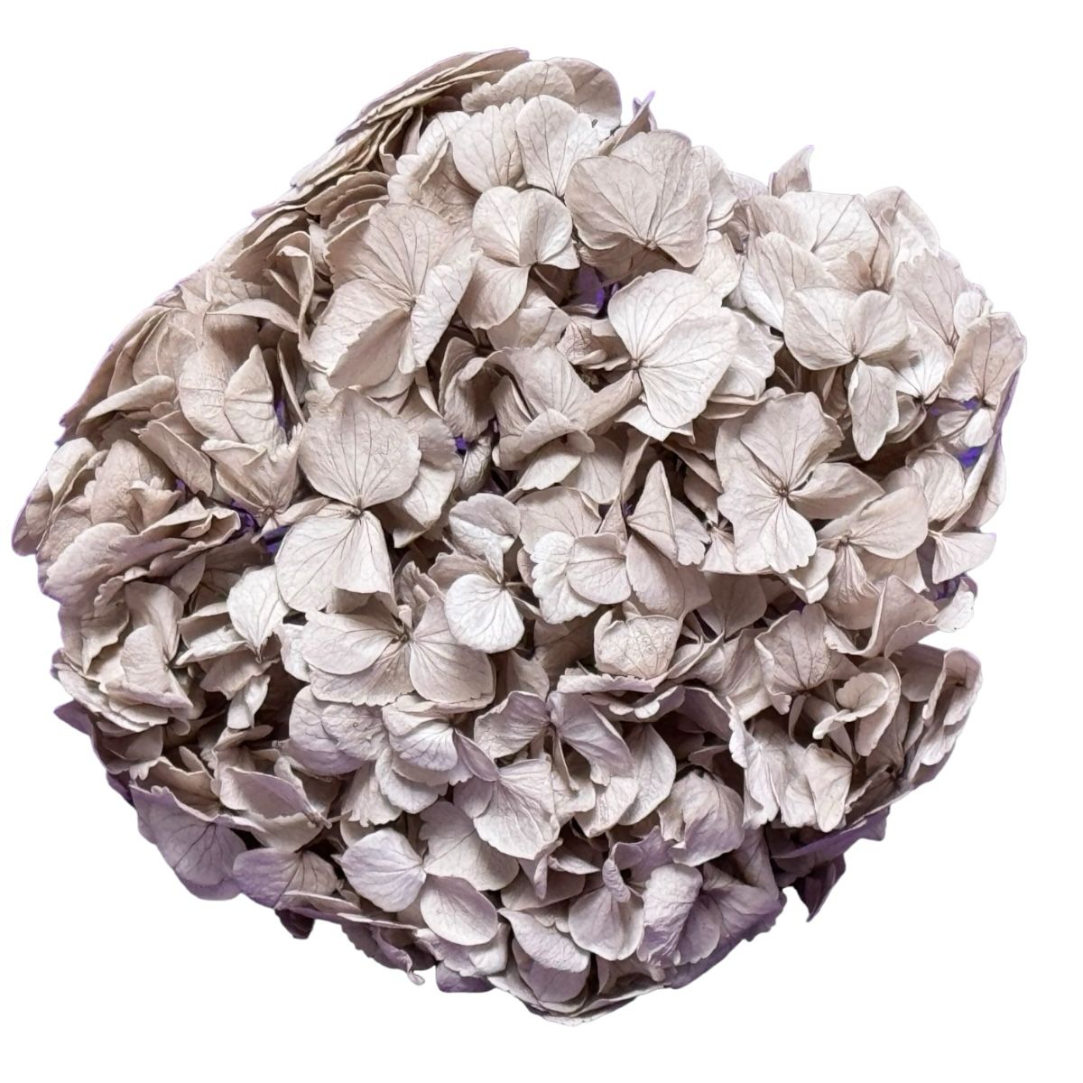 Hortensie Aluna Premium Verdissimo (Criogenata) - DepozituldeCriogenati.ro