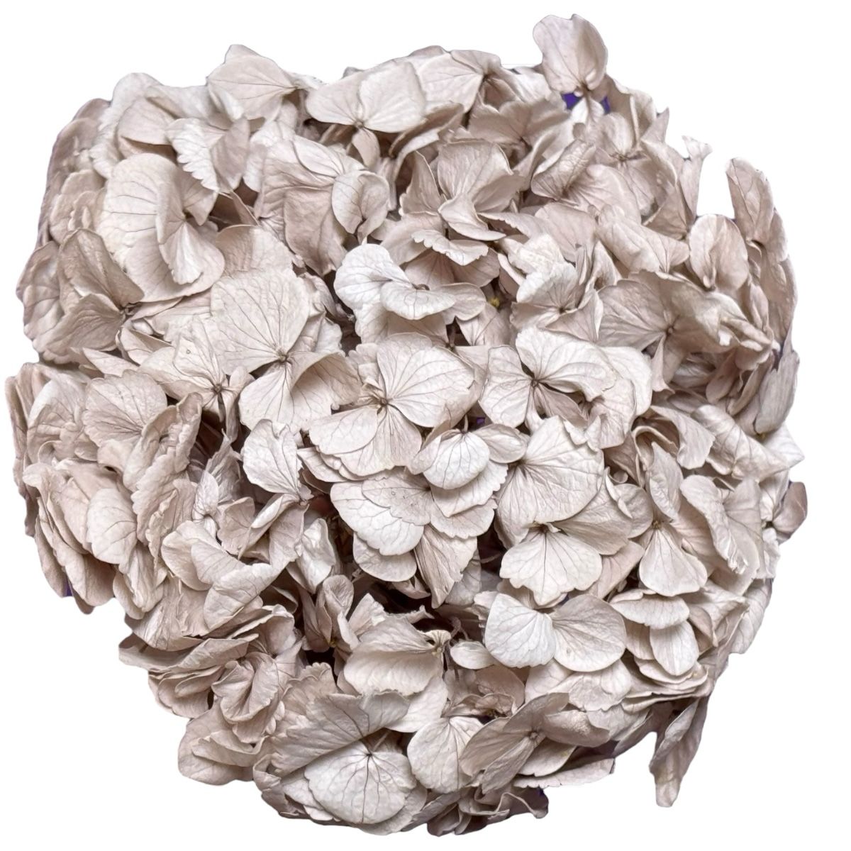 Hortensie Aluna Premium Verdissimo (Criogenata) - DepozituldeCriogenati.ro