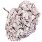 Hortensie Aluna Premium Verdissimo (Criogenata) - DepozituldeCriogenati.ro