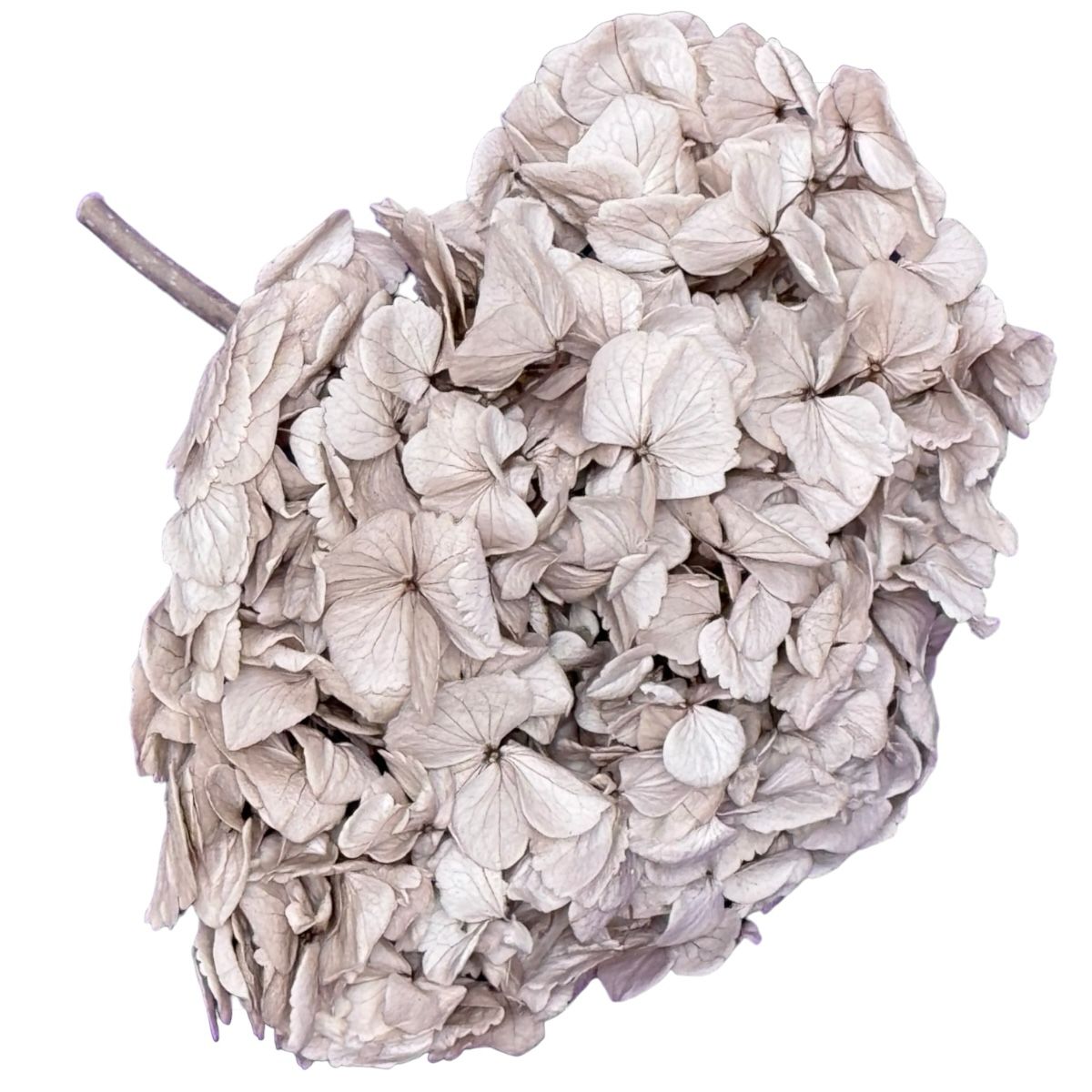 Hortensie Aluna Premium Verdissimo (Criogenata) - DepozituldeCriogenati.ro