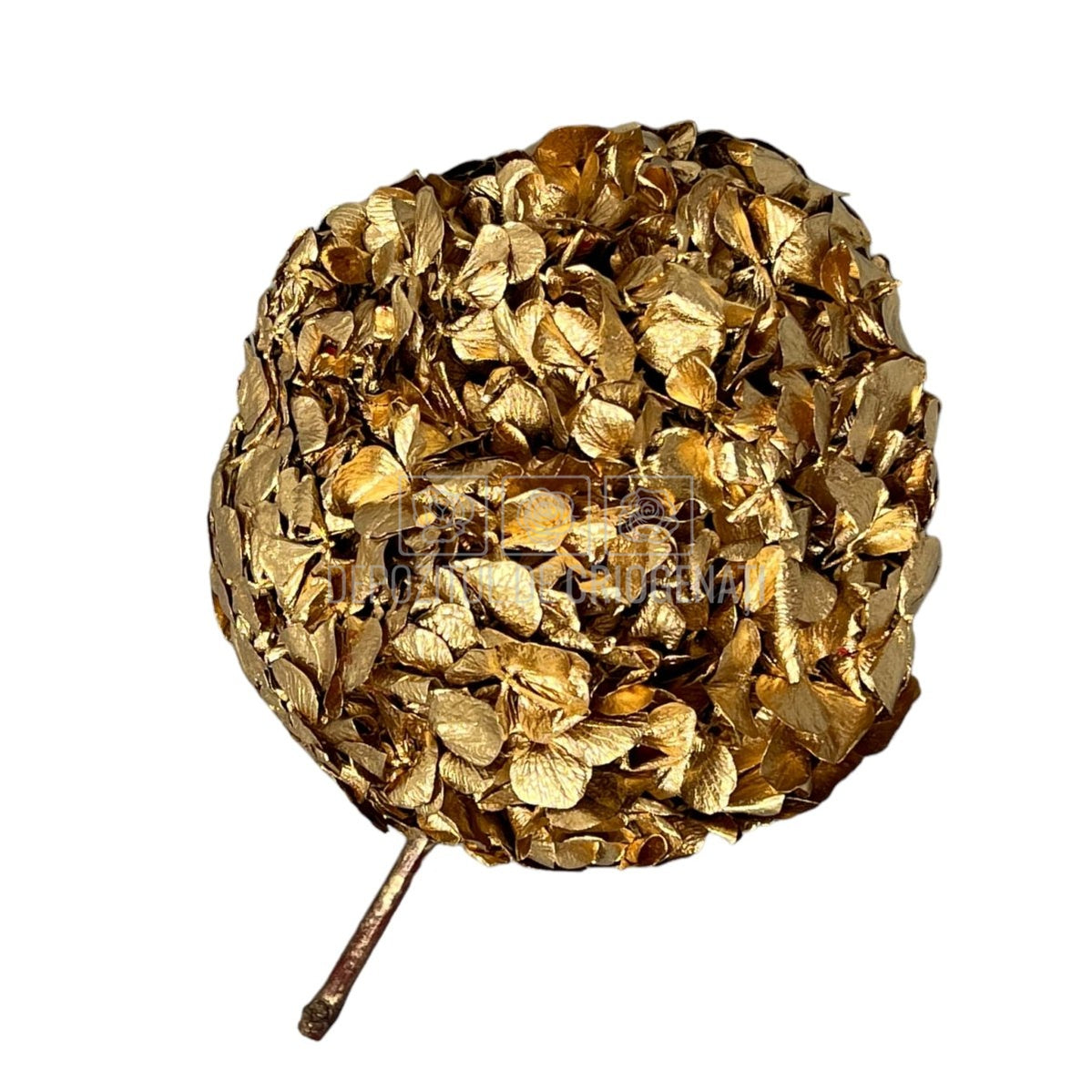 Hortensie Auriu metalizat XL RoseAmor (Criogenata) - DepozituldeCriogenati.ro