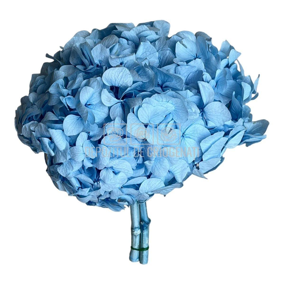 Hortensie Bleu Premium Verdissimo (Buchet Criogenat)-Depozitul de Criogenati