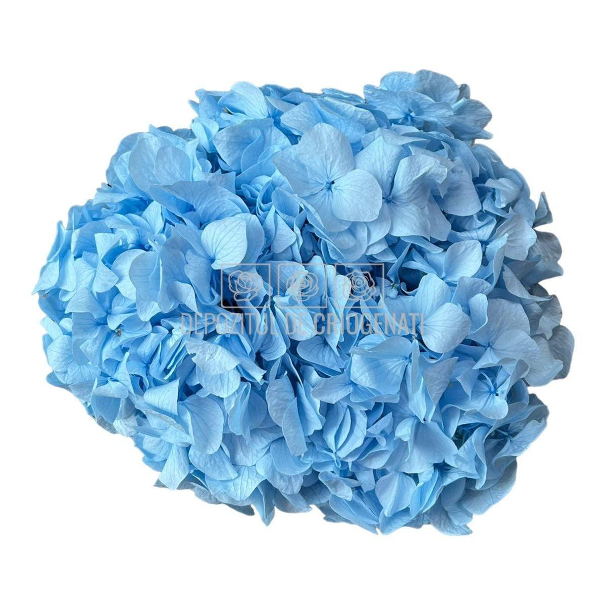 Hortensie Bleu Premium Verdissimo (Buchet Criogenat)-Depozitul de Criogenati