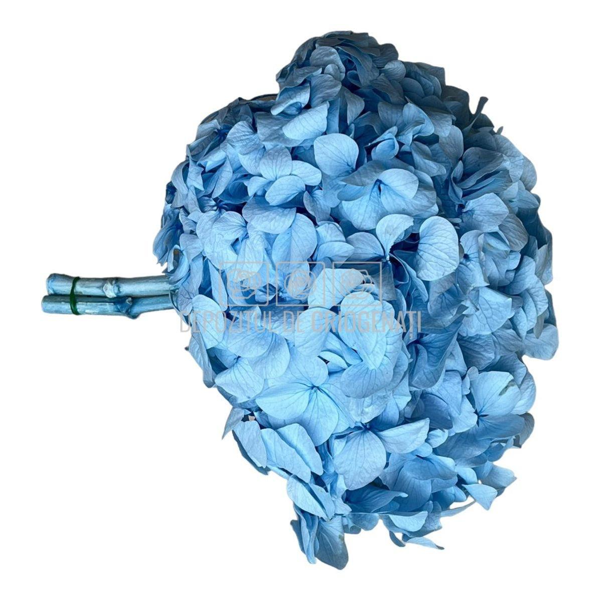 Hortensie Bleu Premium Verdissimo (Buchet Criogenat)-Depozitul de Criogenati
