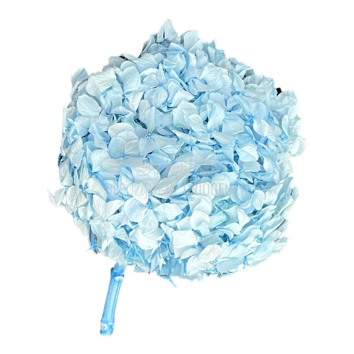 Hortensie Blue RoseAmor (Buchet Criogenat) - DepozituldeCriogenati.ro