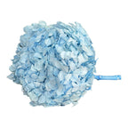 Hortensie Blue RoseAmor (Buchet Criogenat) - DepozituldeCriogenati.ro