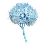 Hortensie Blue RoseAmor (Buchet Criogenat) - DepozituldeCriogenati.ro