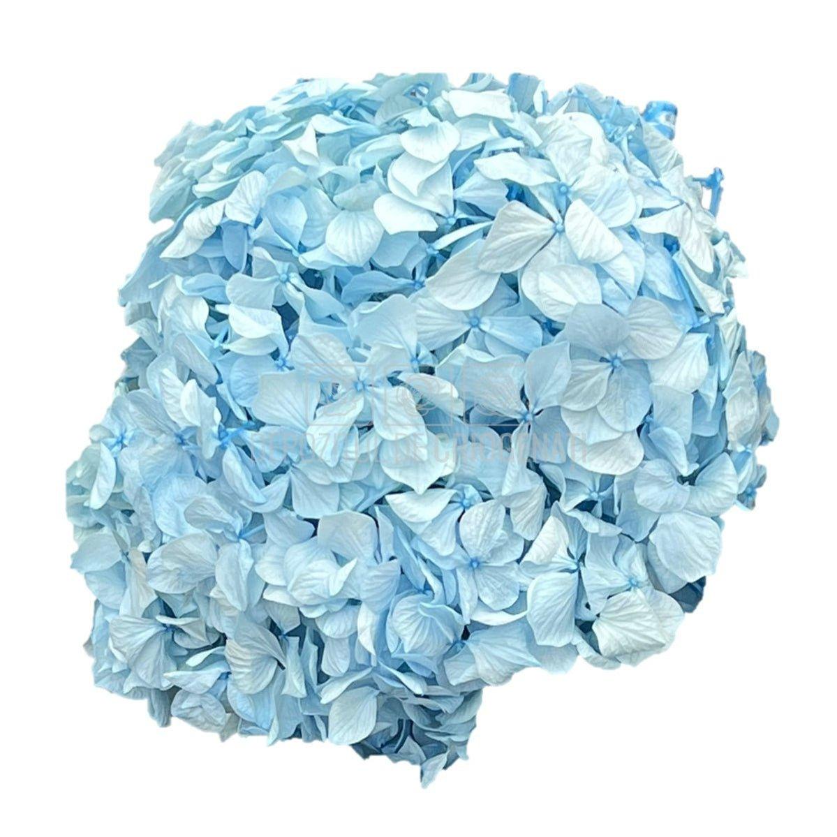 Hortensie Blue RoseAmor (Buchet Criogenat) - DepozituldeCriogenati.ro