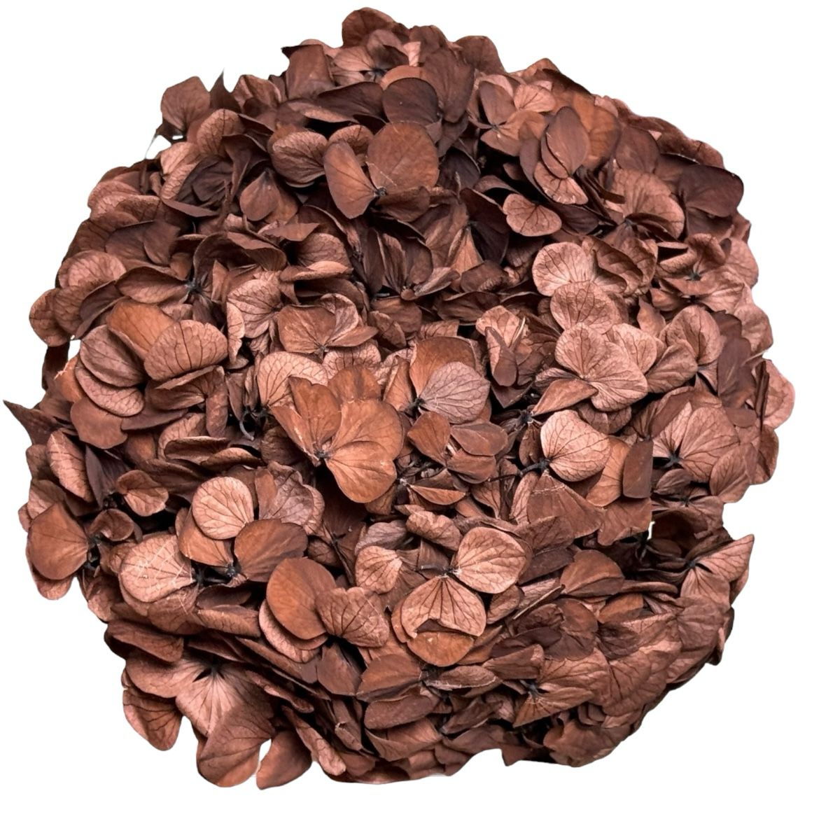 Hortensie Cafea Premium Verdissimo (Criogenata) - DepozituldeCriogenati.ro