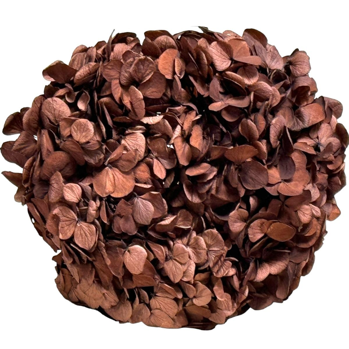 Hortensie Cafea Premium Verdissimo (Criogenata) - DepozituldeCriogenati.ro