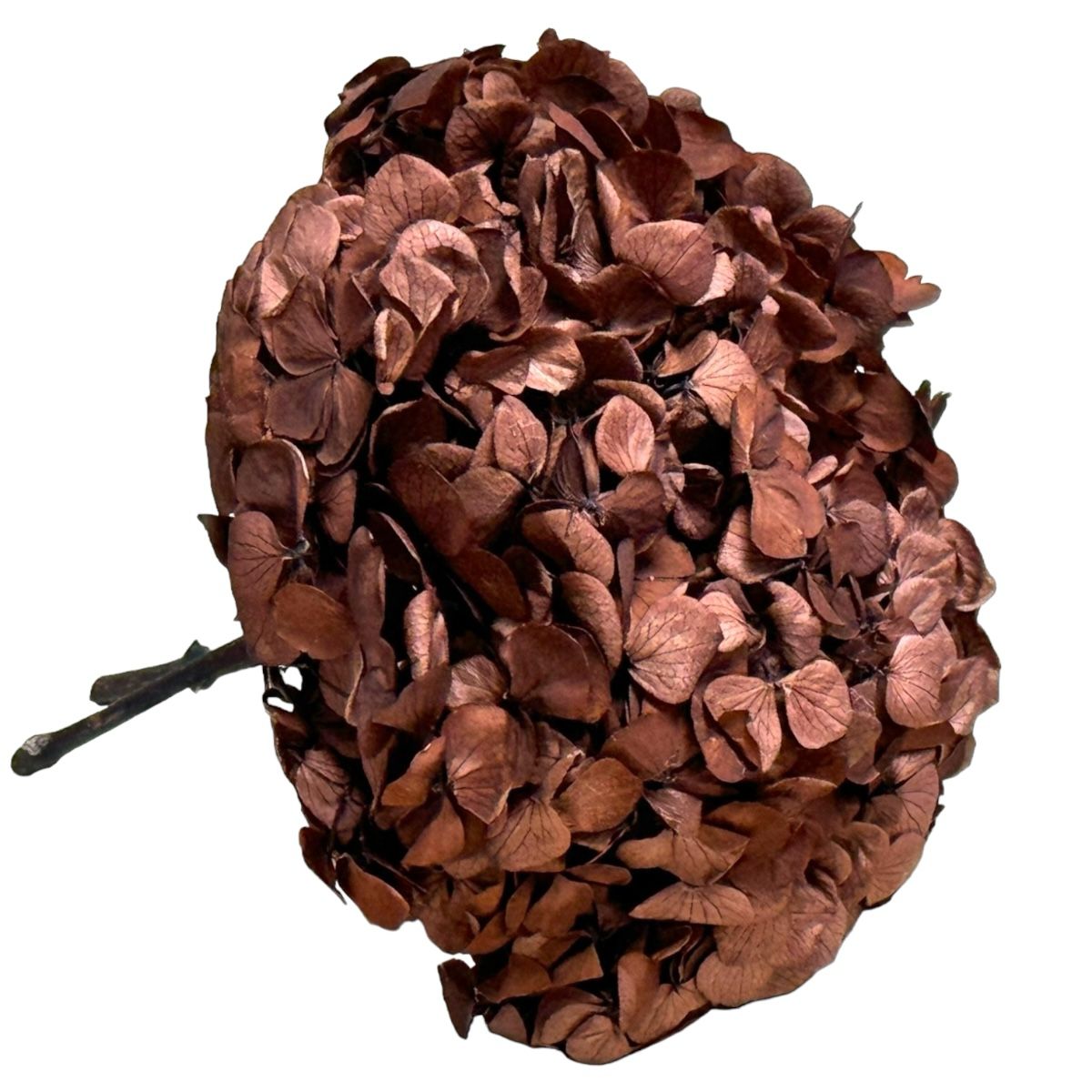 Hortensie Cafea Premium Verdissimo (Criogenata) - DepozituldeCriogenati.ro