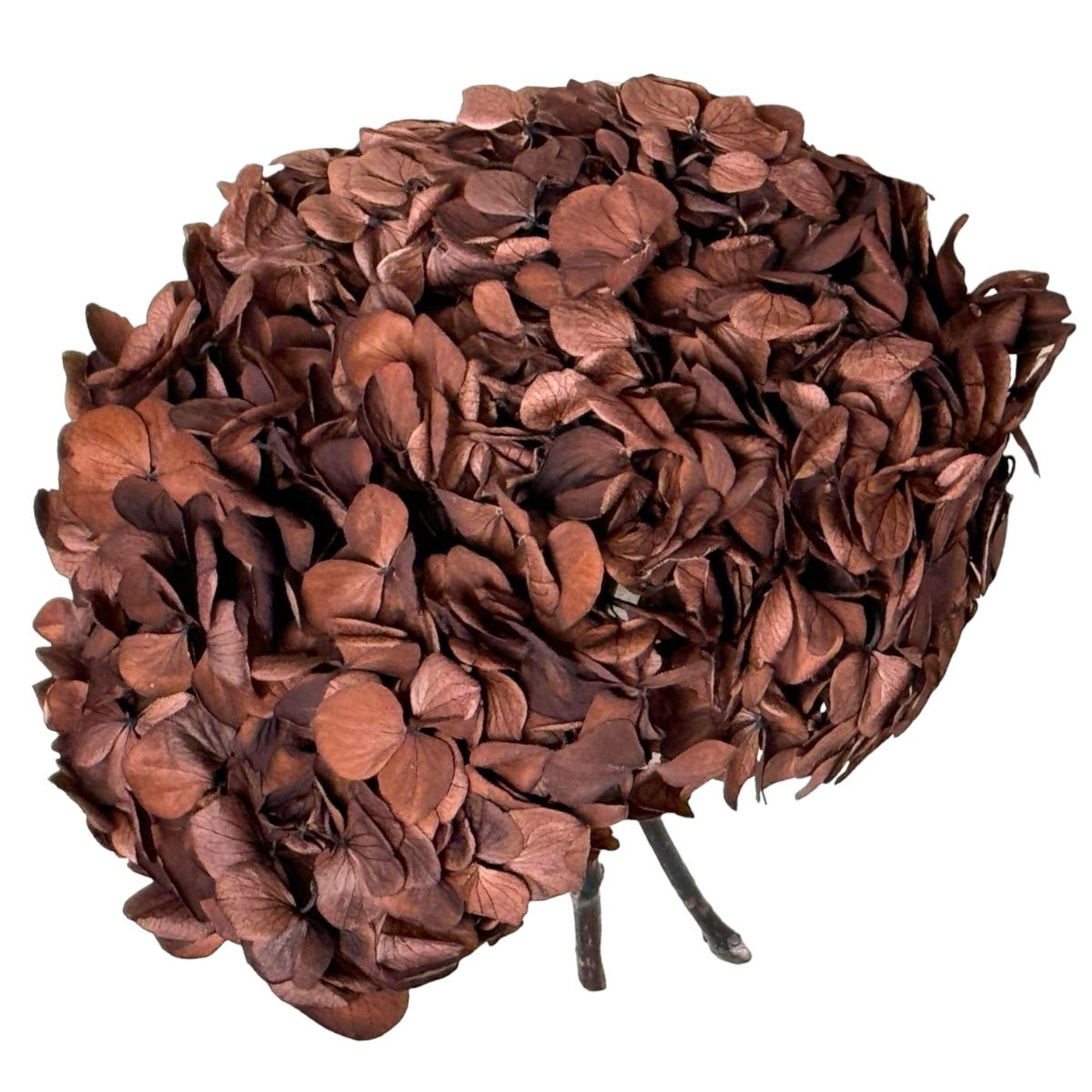 Hortensie Cafea Premium Verdissimo (Criogenata) - DepozituldeCriogenati.ro