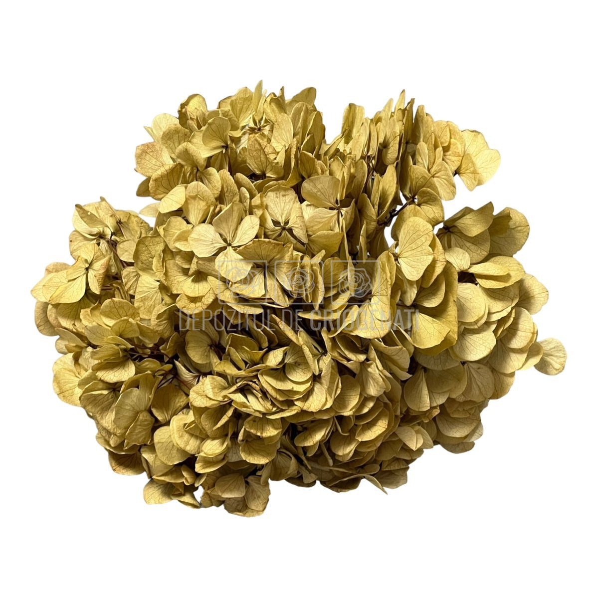 Hortensie Caramel deschis L RoseAmor (Buchet Criogenat) - DepozituldeCriogenati.ro