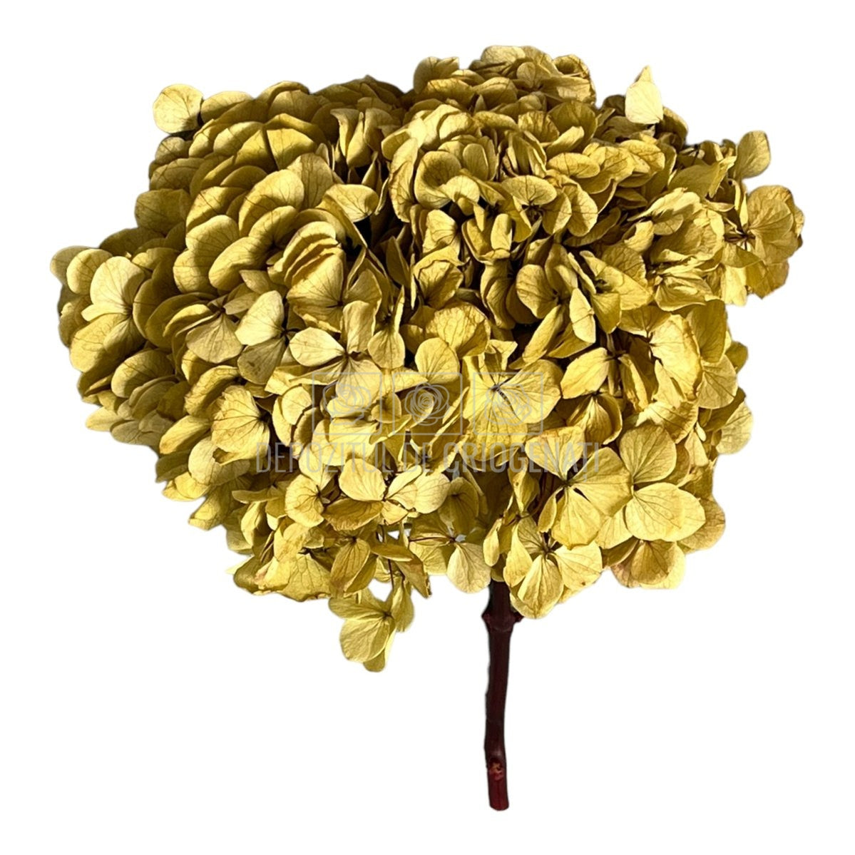 Hortensie Caramel deschis L RoseAmor (Buchet Criogenat) - DepozituldeCriogenati.ro