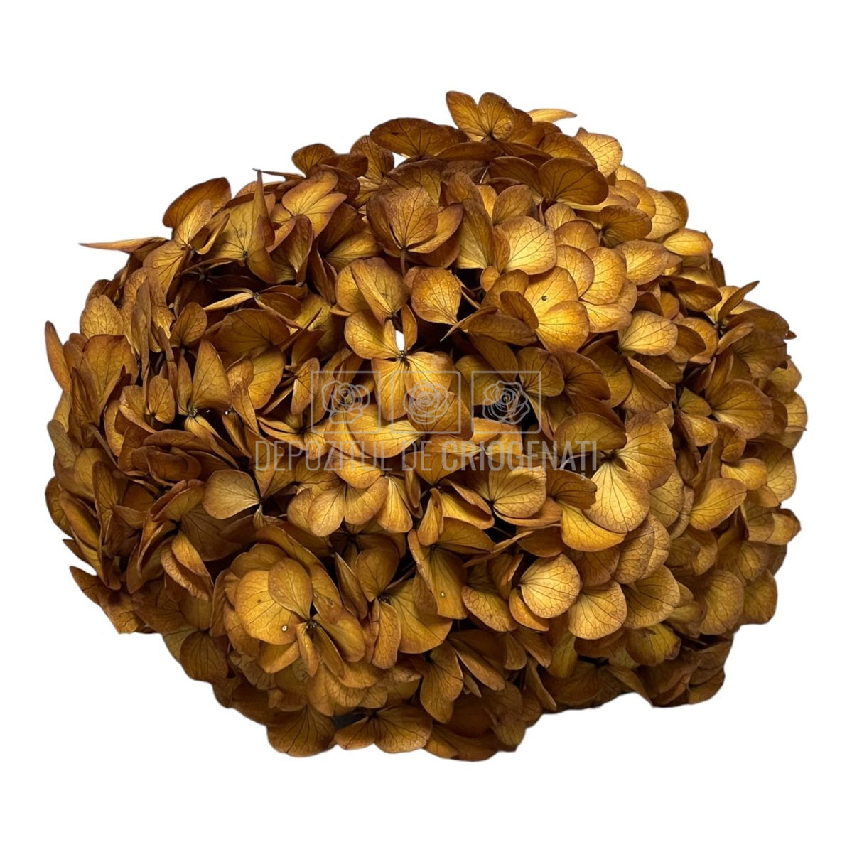 Hortensie Caramel inchis L RoseAmor (Buchet Criogenat) - DepozituldeCriogenati.ro