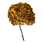Hortensie Caramel inchis L RoseAmor (Buchet Criogenat) - DepozituldeCriogenati.ro