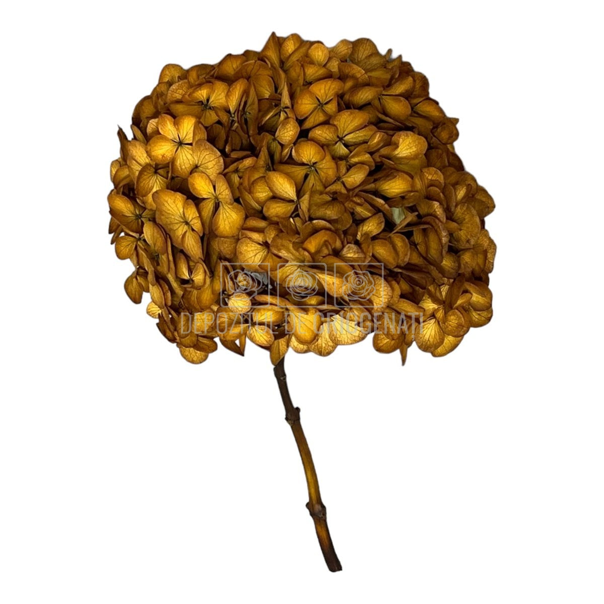 Hortensie Caramel inchis L RoseAmor (Buchet Criogenat) - DepozituldeCriogenati.ro