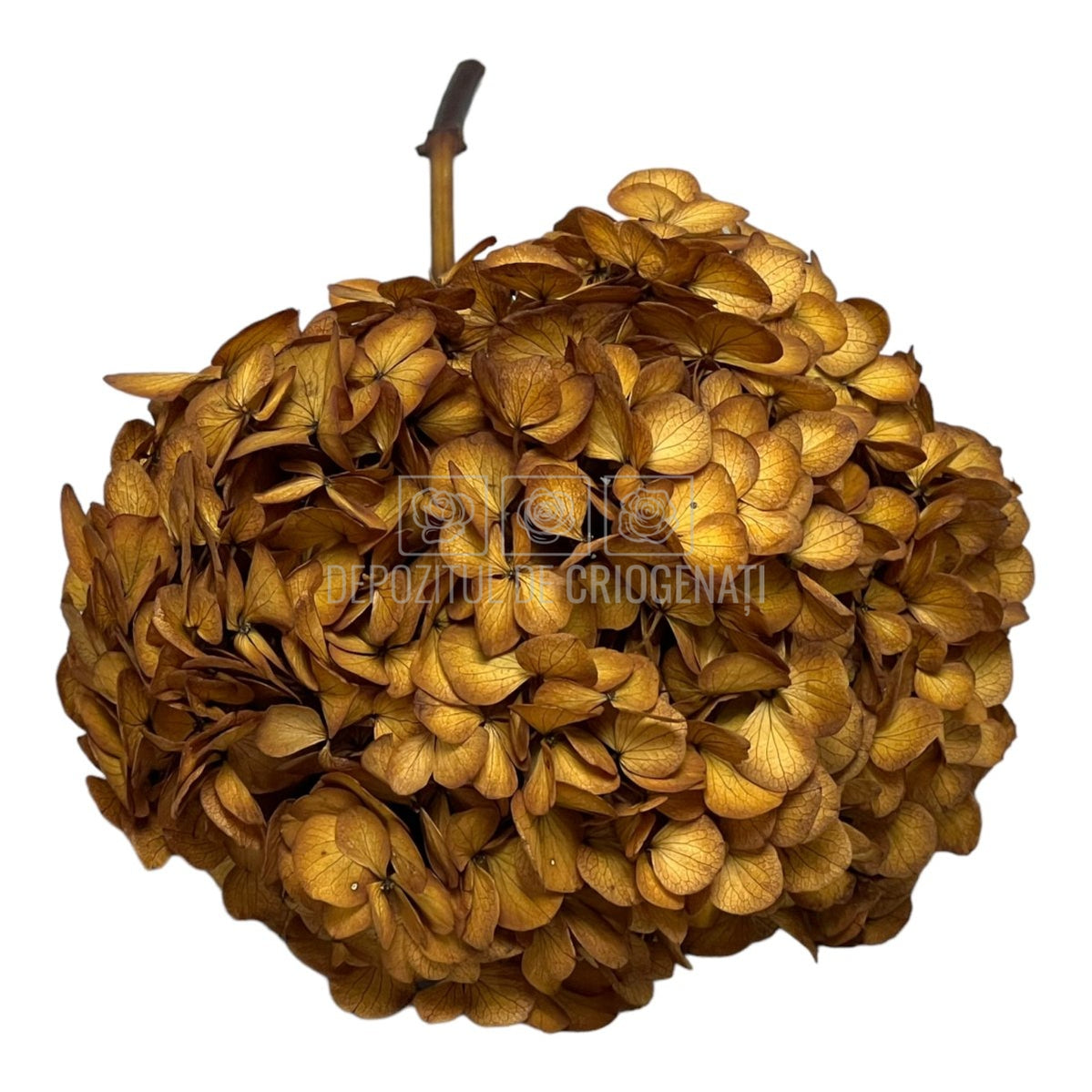 Hortensie Caramel inchis L RoseAmor (Buchet Criogenat) - DepozituldeCriogenati.ro