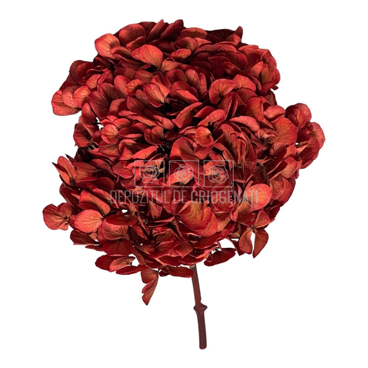 Hortensie caramizie L RoseAmor (Buchet Criogenat) - DepozituldeCriogenati.ro