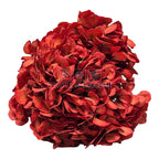 Hortensie caramizie L RoseAmor (Buchet Criogenat) - DepozituldeCriogenati.ro
