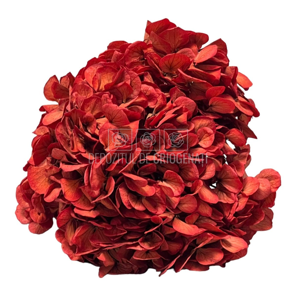 Hortensie caramizie L RoseAmor (Buchet Criogenat) - DepozituldeCriogenati.ro