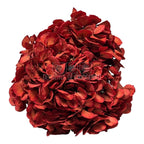 Hortensie caramizie L RoseAmor (Buchet Criogenat) - DepozituldeCriogenati.ro