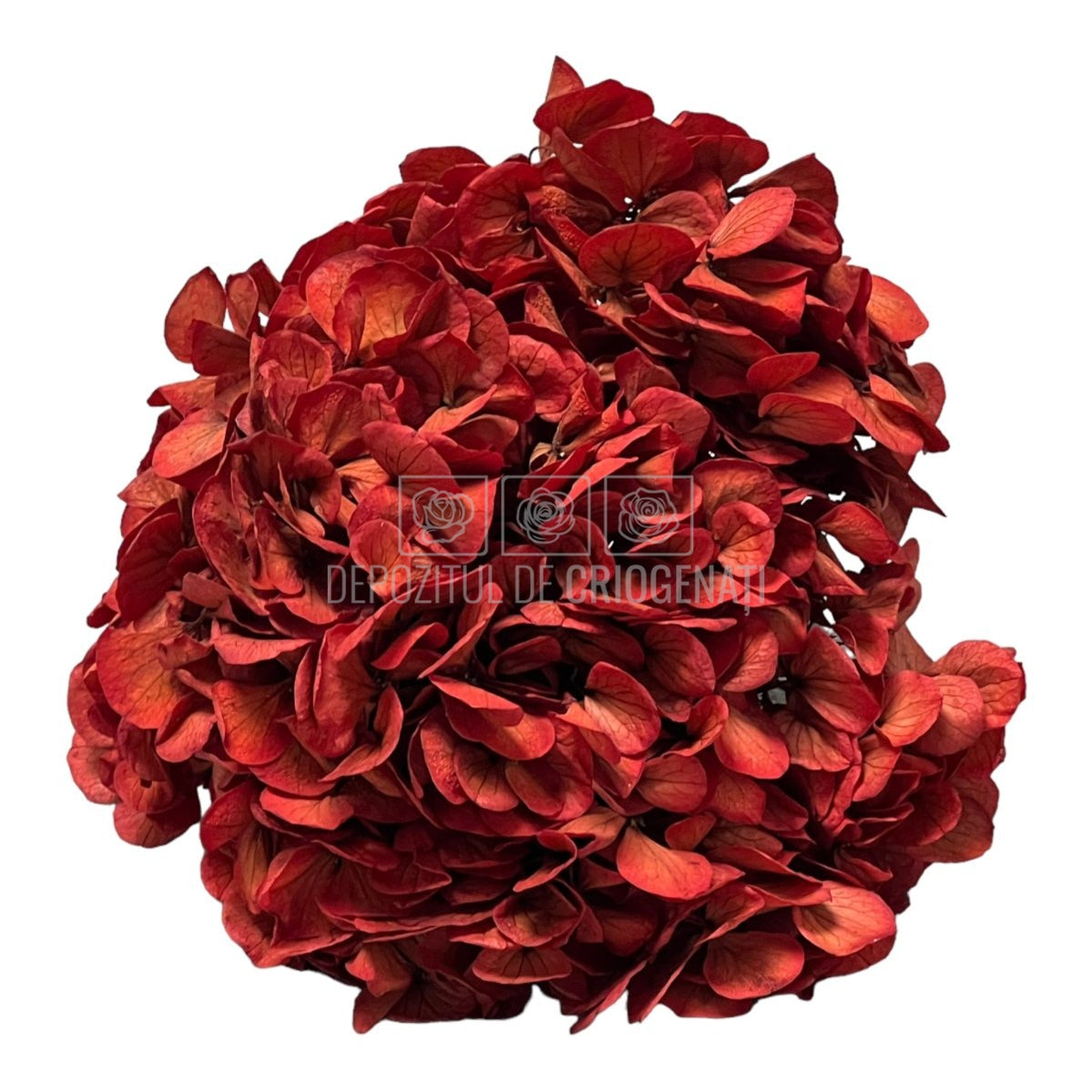 Hortensie caramizie L RoseAmor (Buchet Criogenat) - DepozituldeCriogenati.ro
